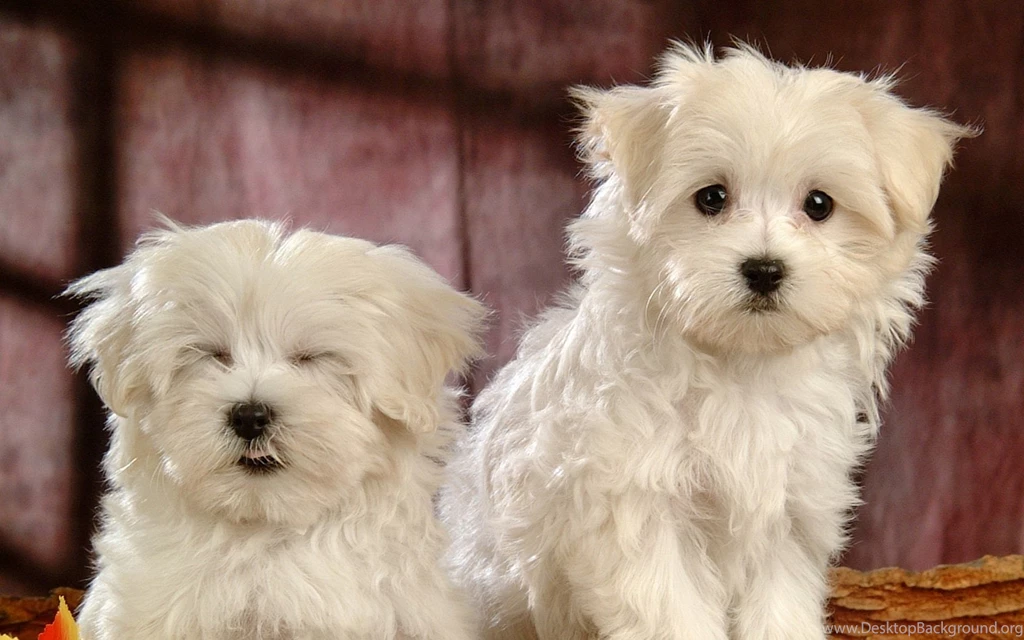 Free Download Maltese Puppies Wallpapers HD Widescreen