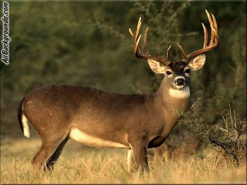 Deer Photo Profile