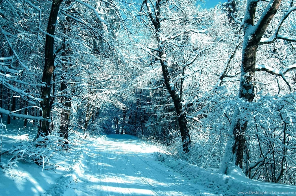 Trees Trees Frost Forest Road Snow Winter Wallpaper Backgrounds ...