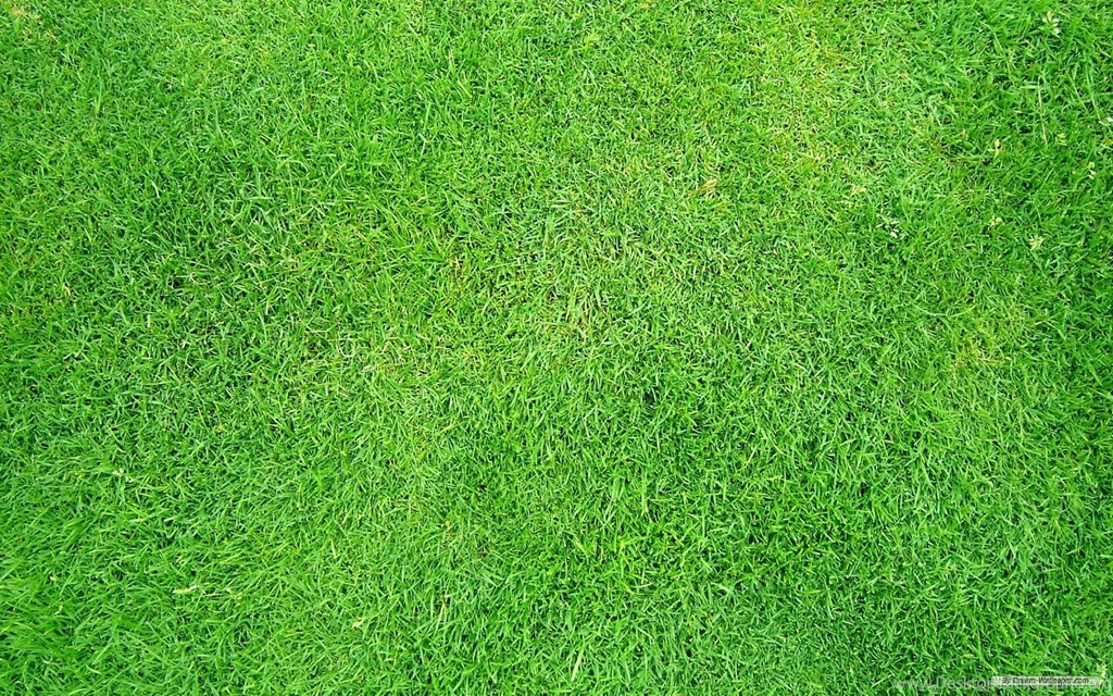Free Grass Wallpapers