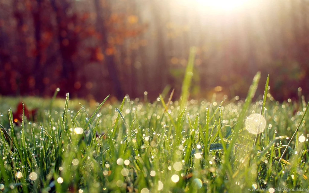 Amazing Morning Wallpaper Drops Image Grass Picture.jpg
