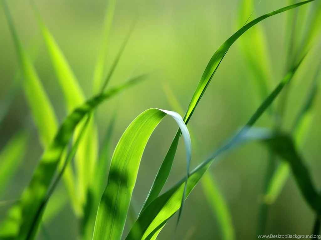 1600x1200 Green Grass Backgrounds Desktop PC And Mac Wallpapers