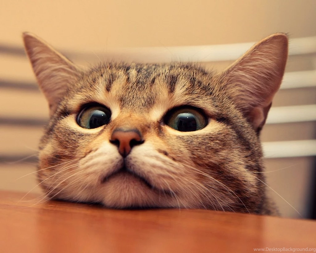 Gallery For Cute Cat Wallpapers For Desktop