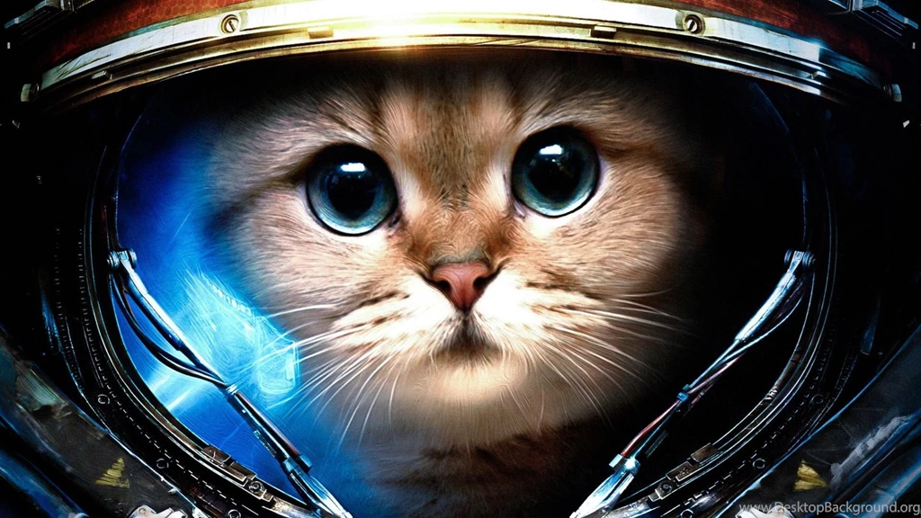Gallery For Cat Computer Wallpapers