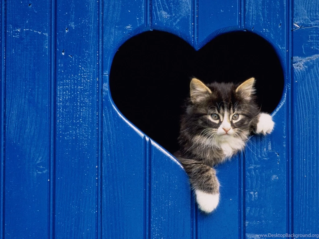 Download Cute Cats Are Beautiful People Desktop Wallpapers