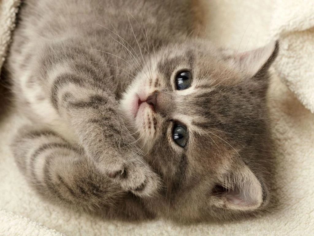 Nice Paws Animal Cat Feline Kitten Paw Cute Nastol Ua 7247 Cats ...