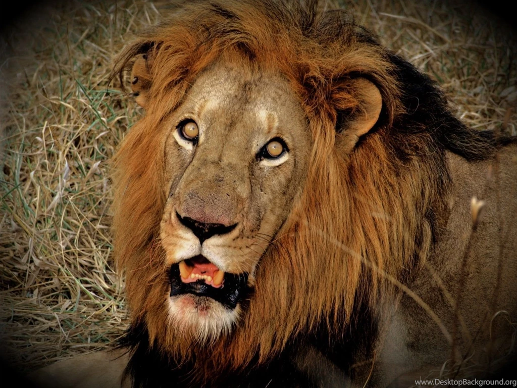 Cats African Male Lion Africa Big Cat Mane Desktop Backgrounds ...