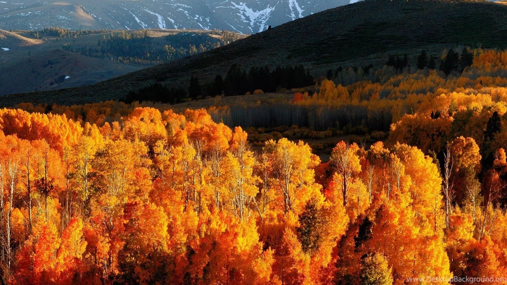 Download Wallpapers 1920x1080 Autumn, Trees, Gold, Mountains, Light ...