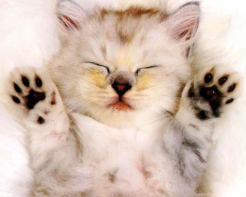 Kitty Cat Wallpapers   Christian Wallpapers And Backgrounds