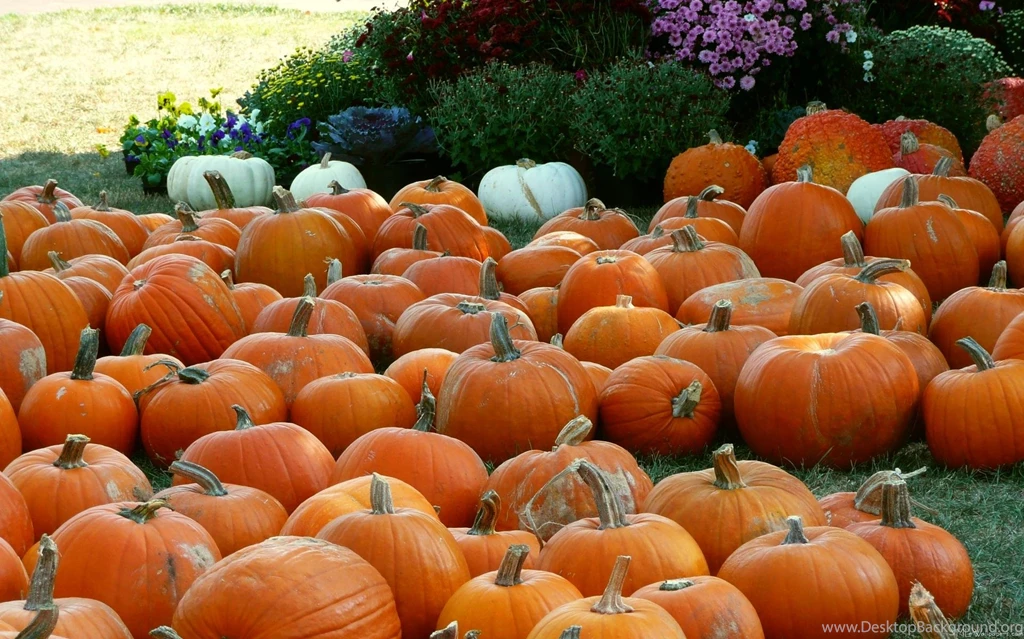 HD Pumpkin Wallpapers