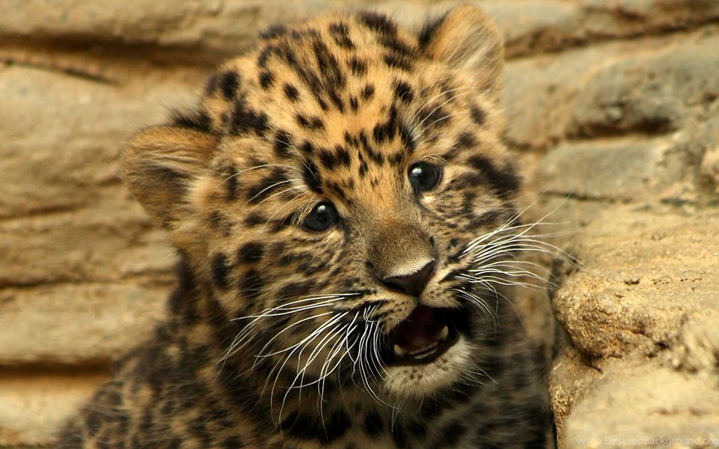 Download Wallpapers 3840x2400 Cheetah, Small, Baby, Kitty, Cat ...