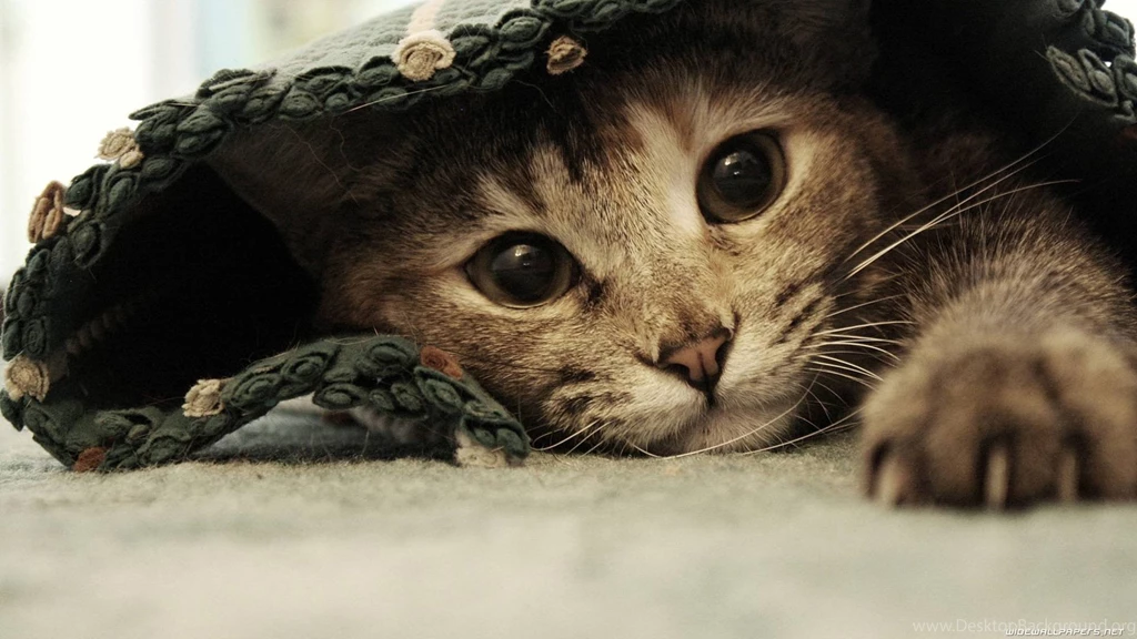 Sweet Kitty Wallpapers   Cats Wallpapers