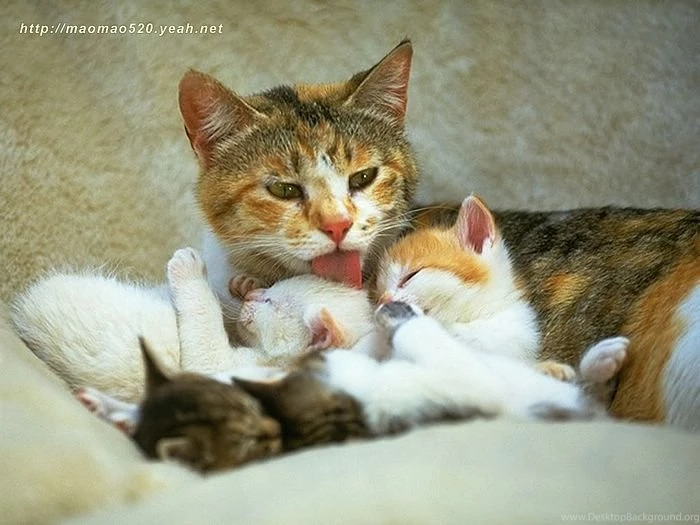 Super Cute Little Kittens Wallpapers 56 Wallcoo.net