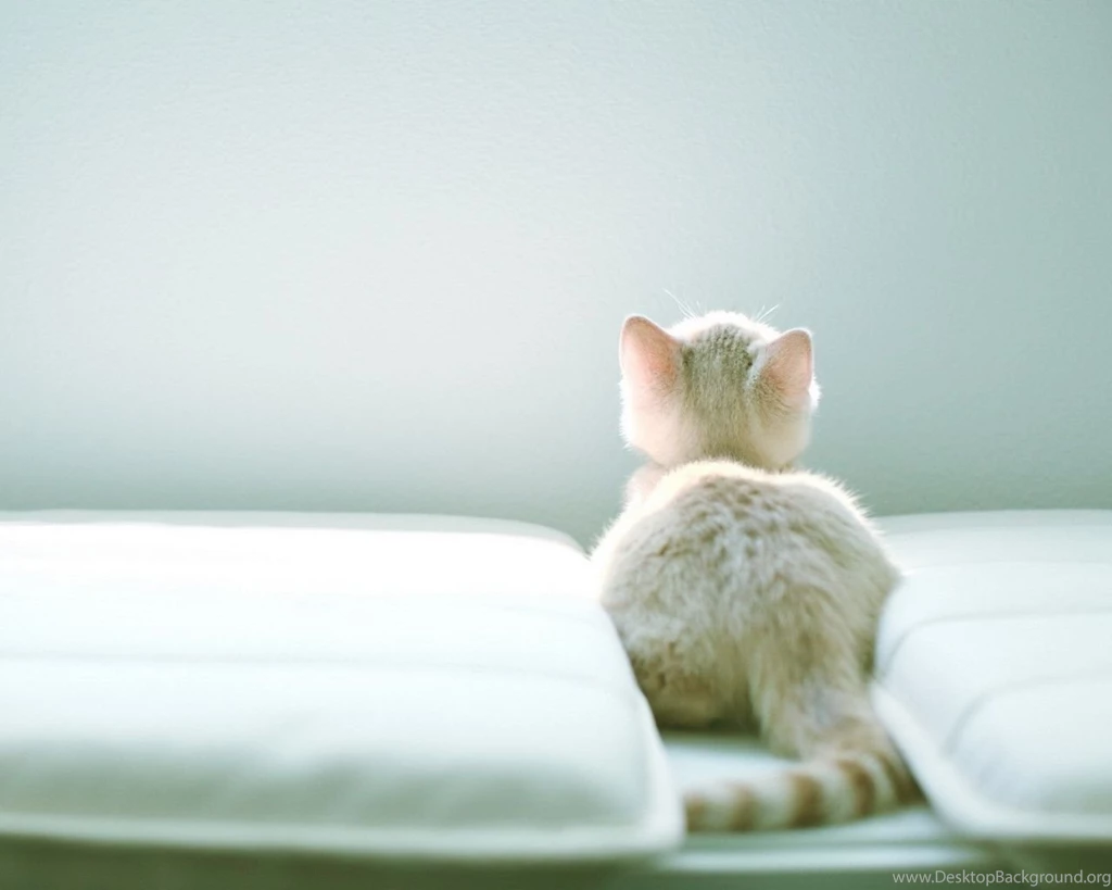 1280x1024 Kitty Cat Wallpapers