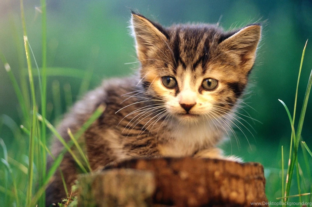 Hairy Cats, Cat Wallpapers, Pussy, Kitty, Cat Eye, 1920x1080 ...