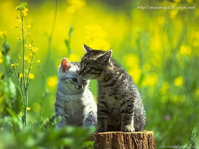Super Cute Little Kittens Wallpapers 62 Wallcoo.net