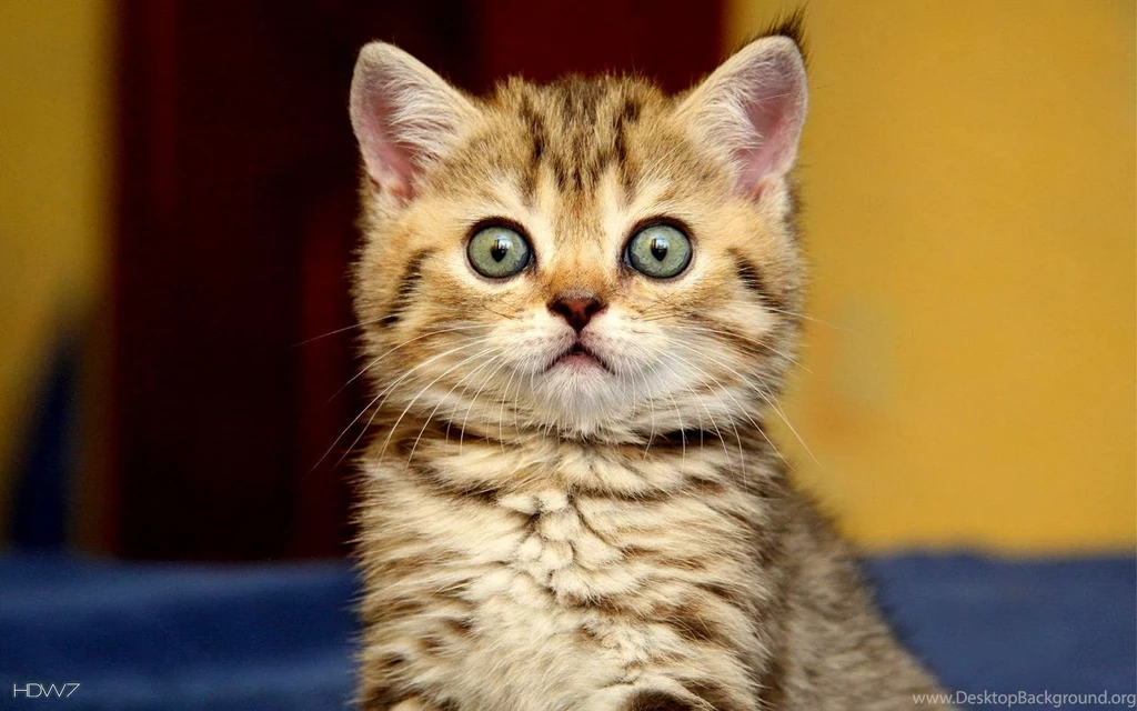 Animals Surprised Cute Kitty Cat