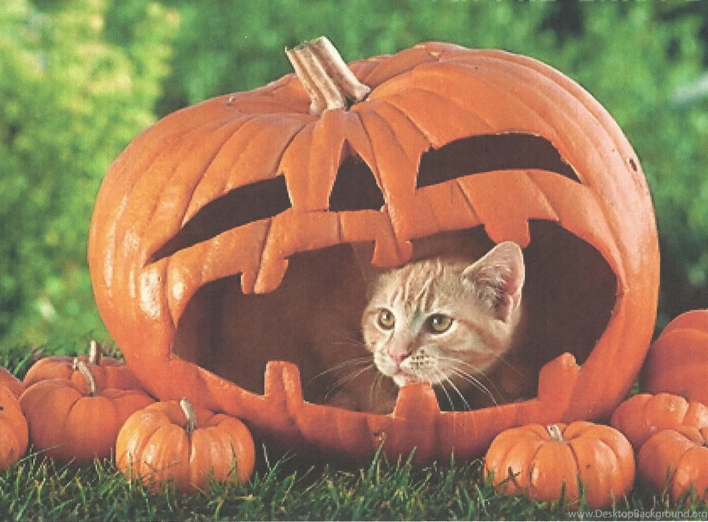 Gallery For Free Cat Halloween Wallpapers
