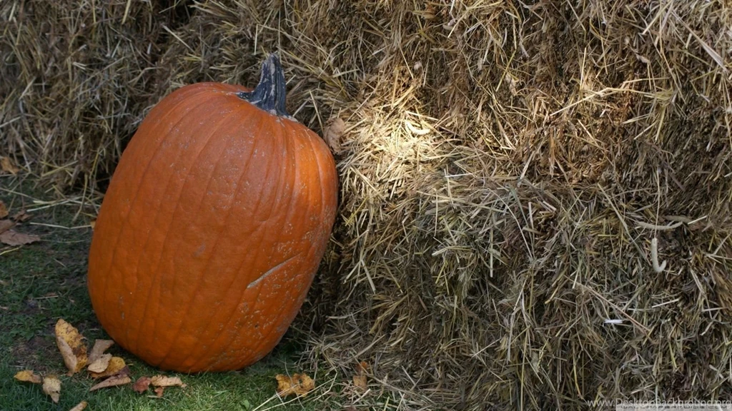 Pumpkin HD Desktop Wallpapers : High Definition : Mobile