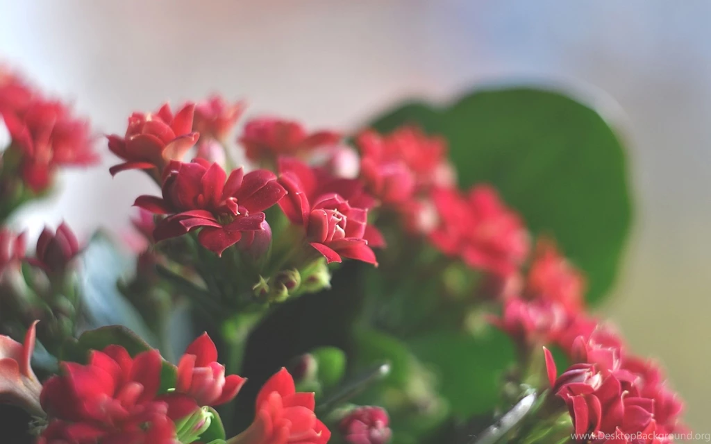 Wallpapers Tagged With BEAUTIFUL