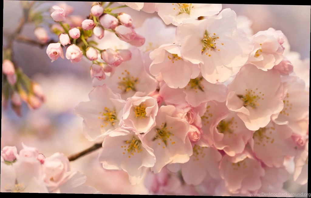 Baby Pink Wallpapers 2 Items