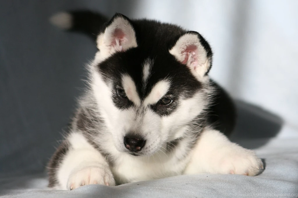 Download Husky Puppy Wallpaper Images
