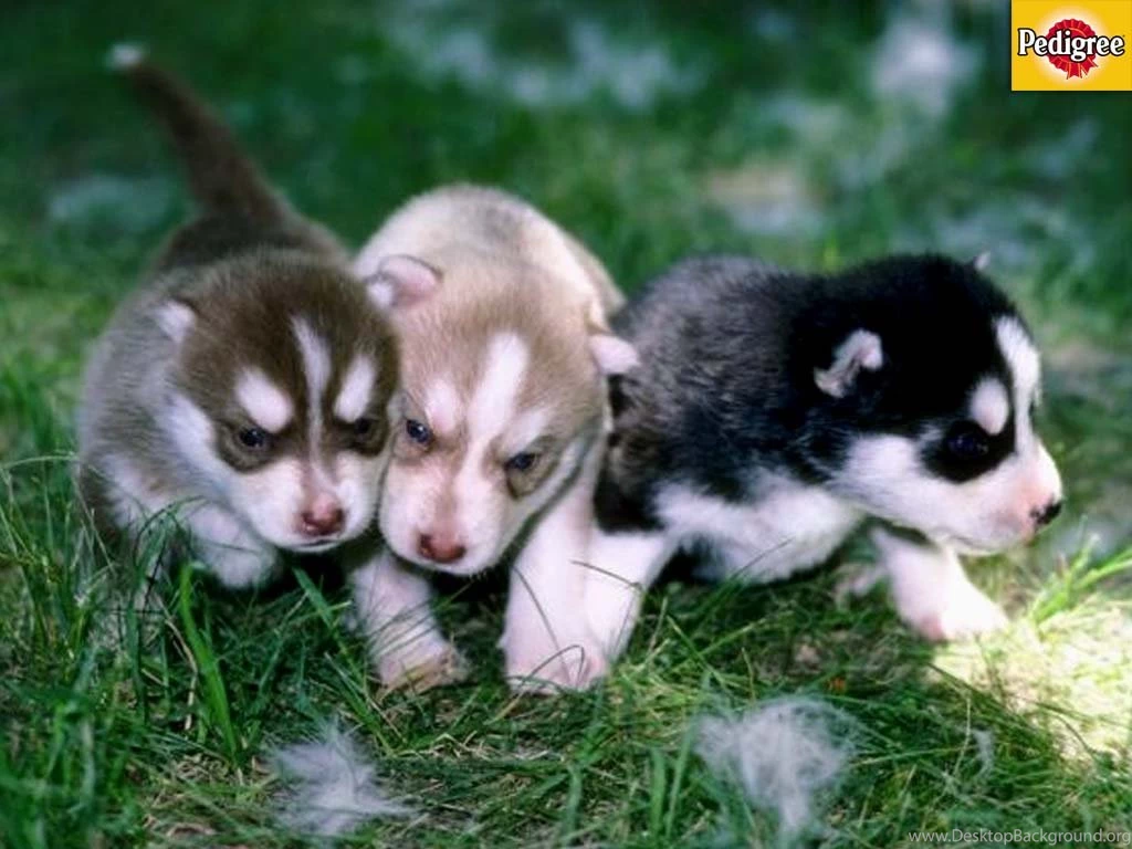 Threepups 1024 The Dog Wallpapers Best The Dog Wallpapers Gallery