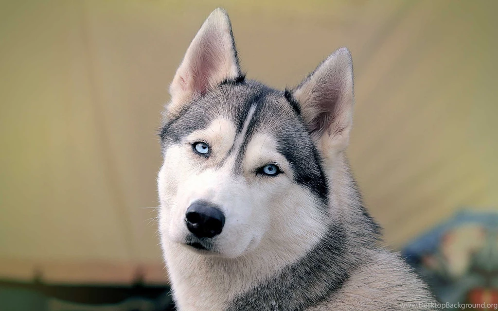 HD Siberian Husky Wallpapers Desktop Free Download
