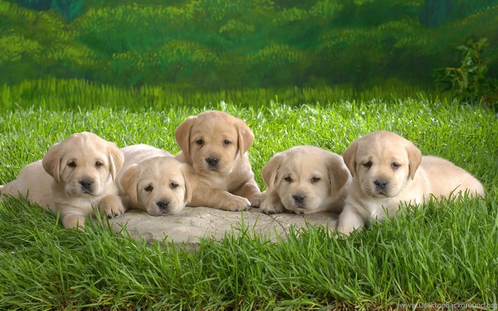Puppies ! Puppies Wallpapers (13009482) Fanpop