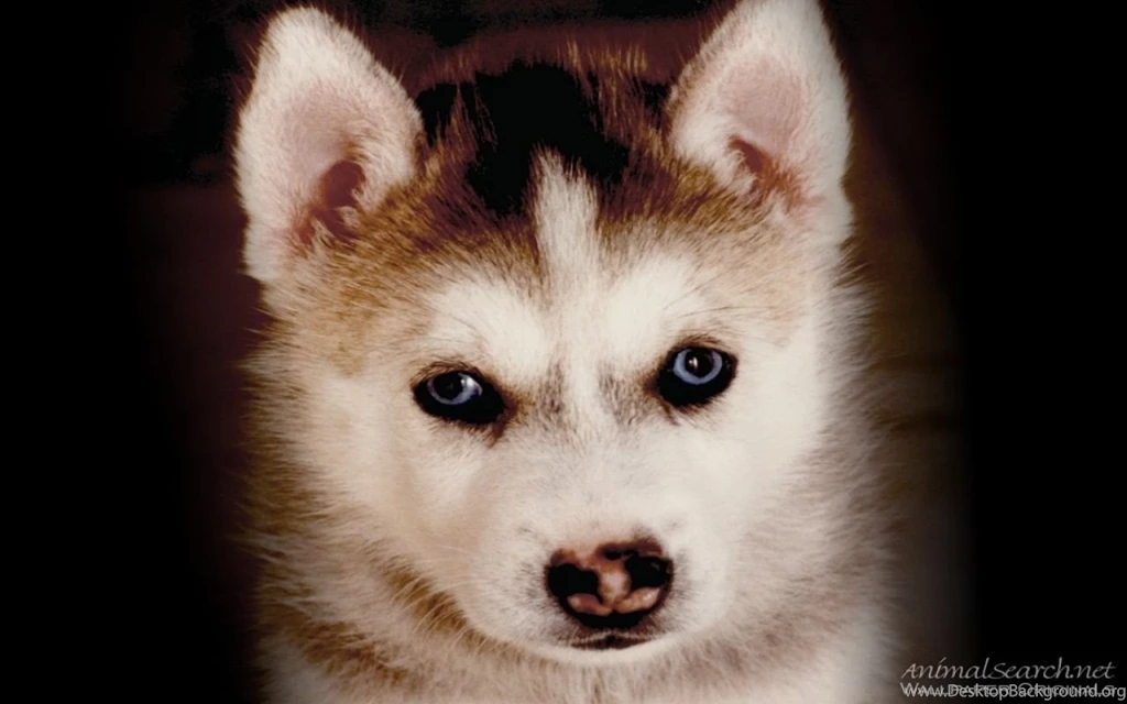 Husky Puppy Puppies Wallpapers (13985177) Fanpop