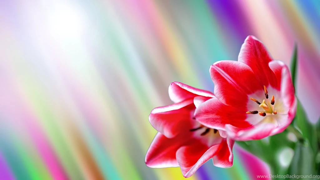 Springtime Backgrounds 1337492