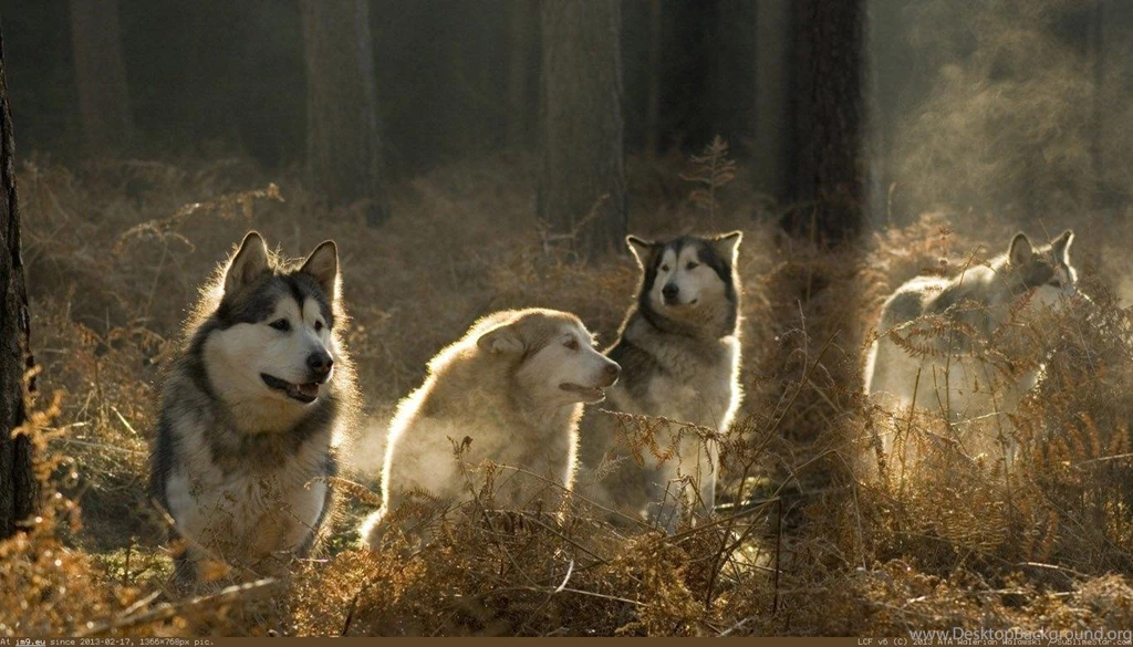 Wolves Wallpapers For Facebook