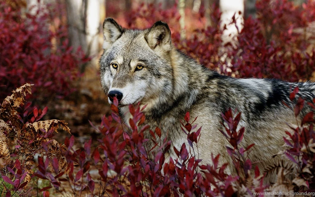HD Wolf Wallpapers