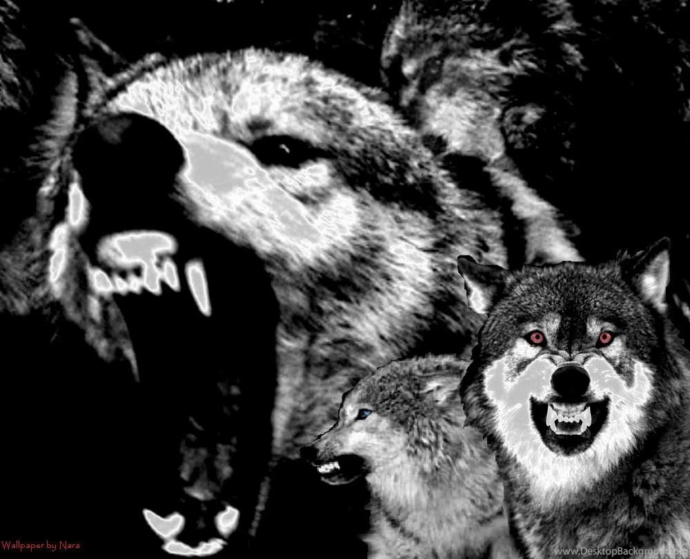 Protegann: Wolf Snarling Wallpapers