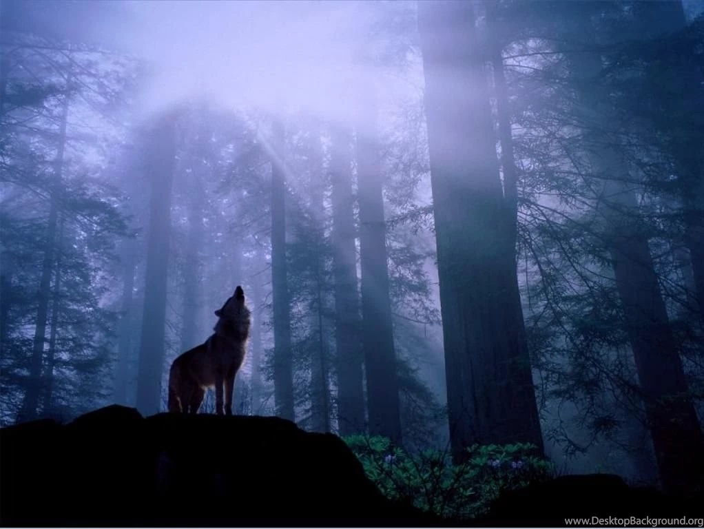 Wallpapers Wolves Animals Image