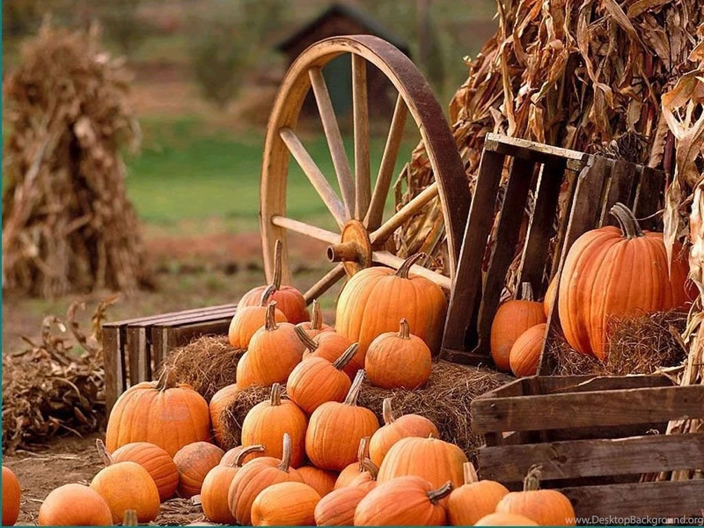 Gallery For Free Falln Pumpkin Wallpapers