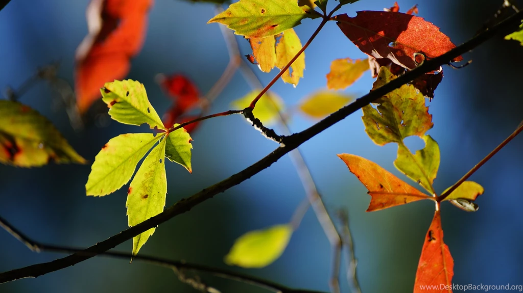Gallery For Deviantart Wallpapers Widescreen Hd
