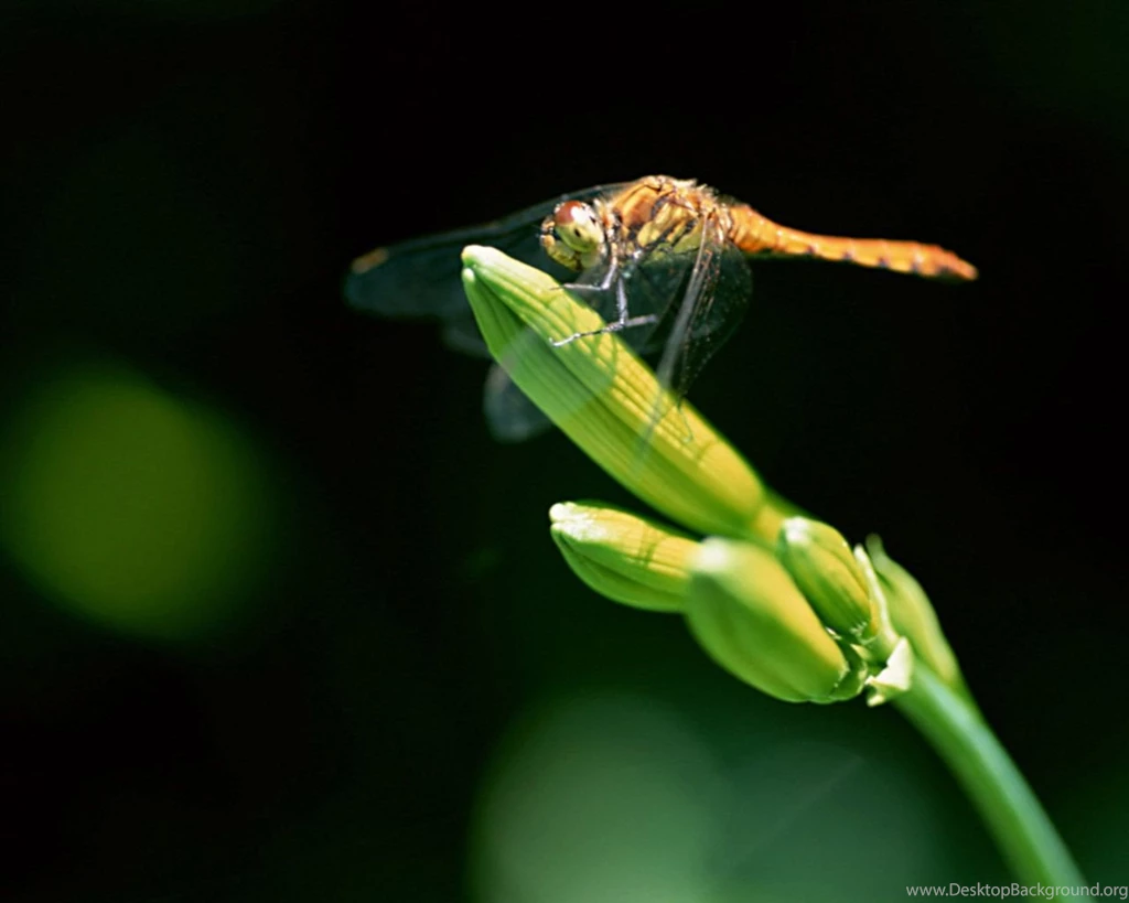 Close up Of Dragonflies   Dragonfly Wallpapers 1280x1024 NO.6 ...