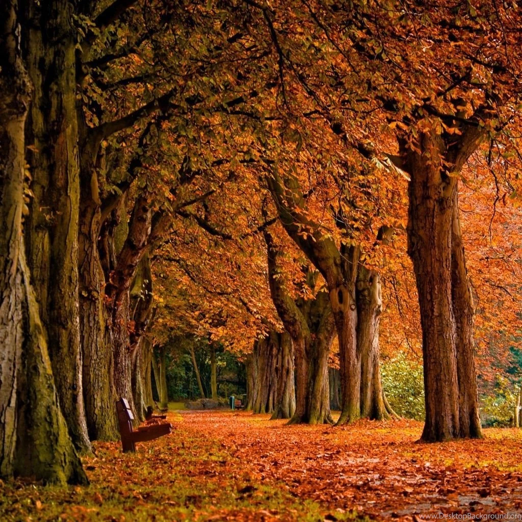 Autumn iPad 1 & 2 Wallpapers