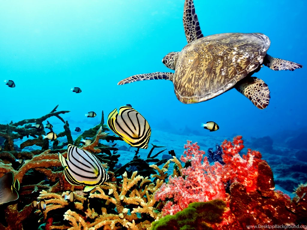 Pic New Posts: Aquarium Wallpapers 3d