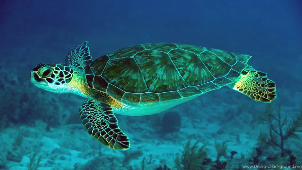 30 Sea Turtles Wallpapers Pictures