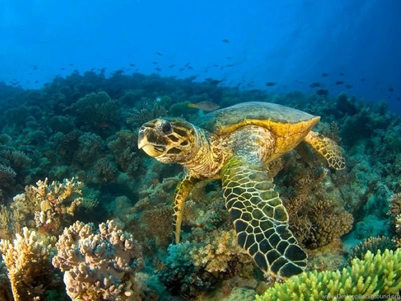 Cool Picture Sea Turtle – Animals Other HD Desktop Wallpapers
