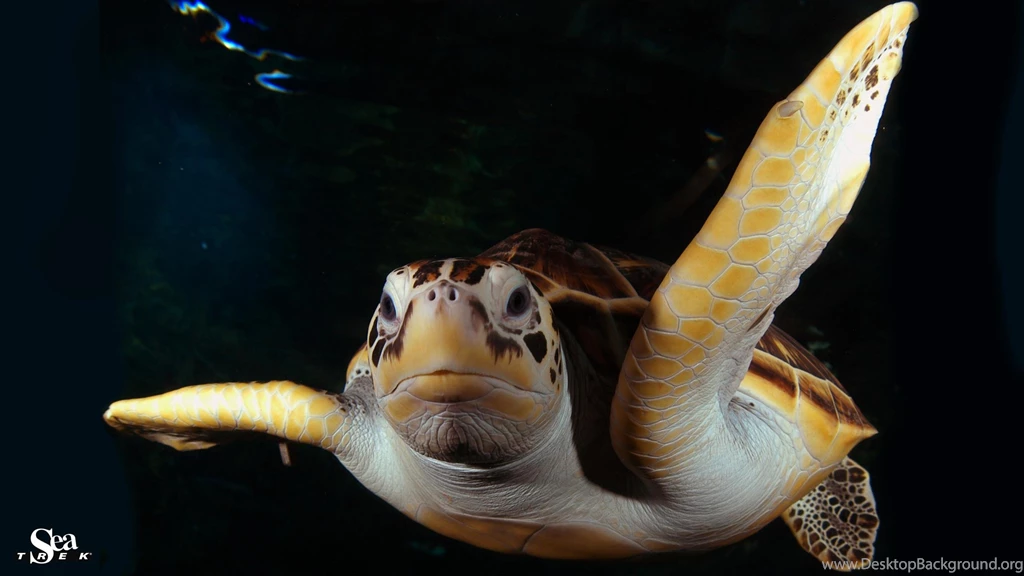 Sub Sea Systems — Our World: June 2015