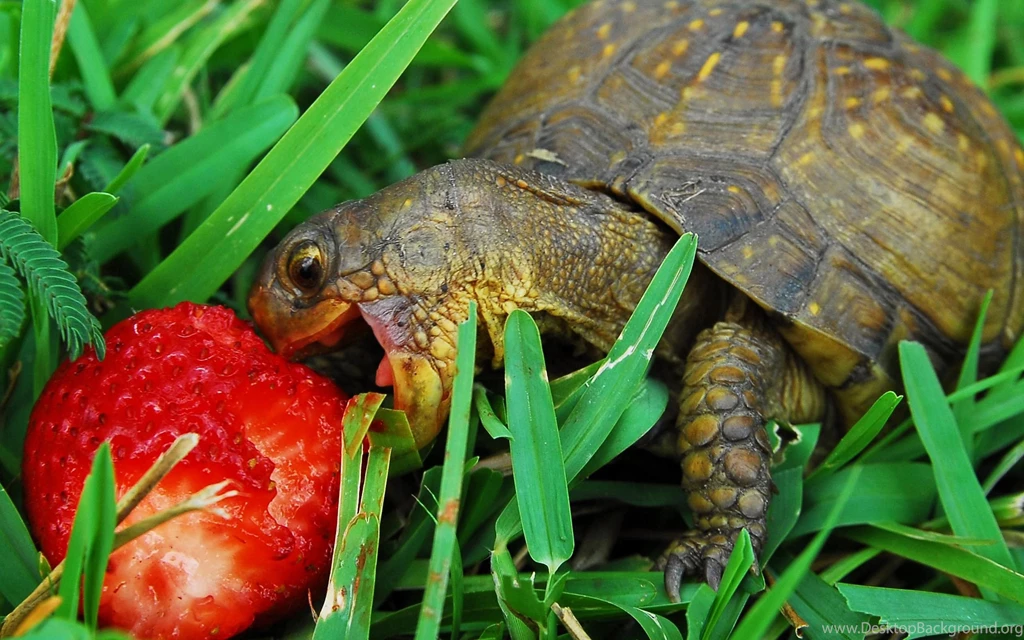 Turtle Desktop Wallpaper, Turtle Images Free