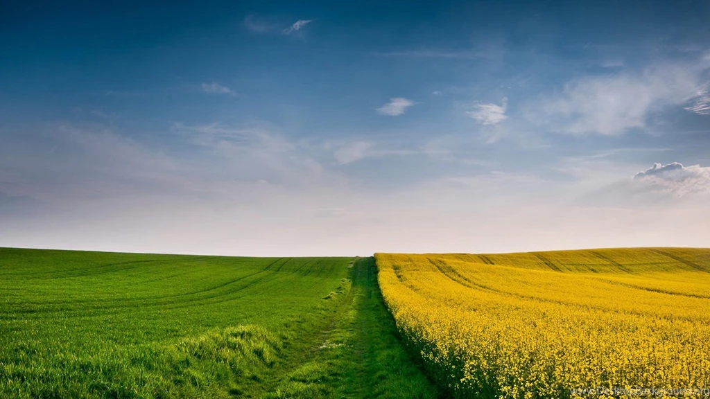 Landscapes Fields Yellow Flowers Skies Wallpapers