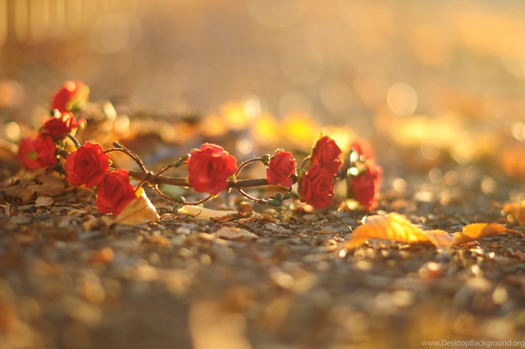 Macro, Tree, Trees, Leaves, Leaves, Bokeh, Blur, Backgrounds ...
