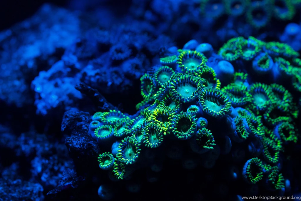 Zoa Coral In My Fish Tank High Resolution