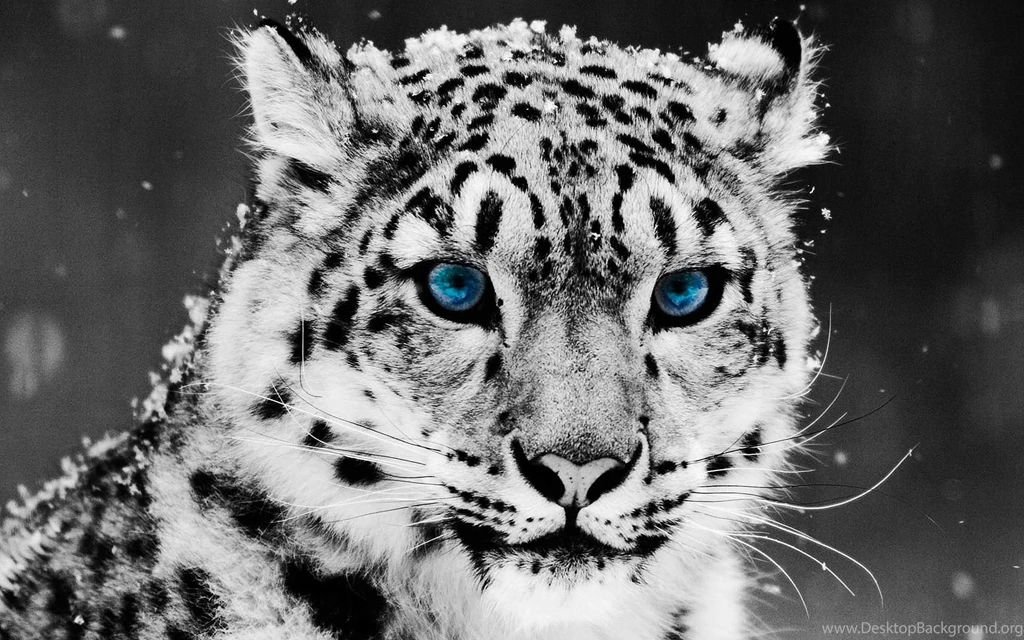 Snow Leopard Full HD Wallpapers