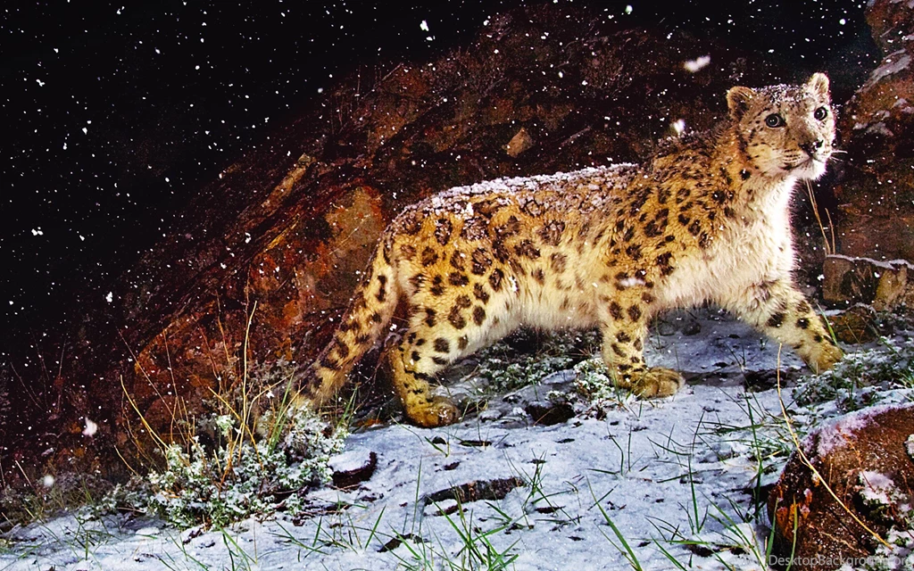 Snow Leopard Wallpapers HD