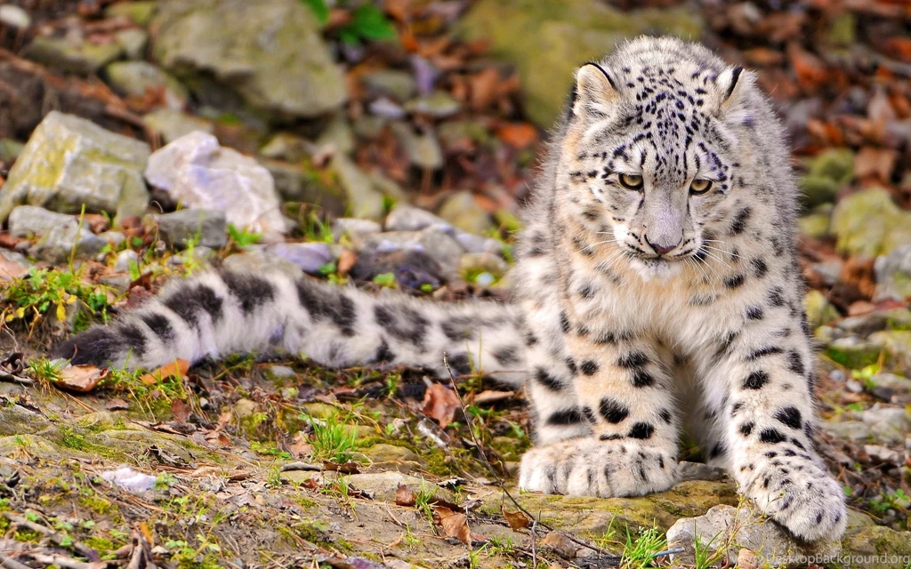 Snow Leopard Wallpapers And Images Wallpapers, Pictures, Photos